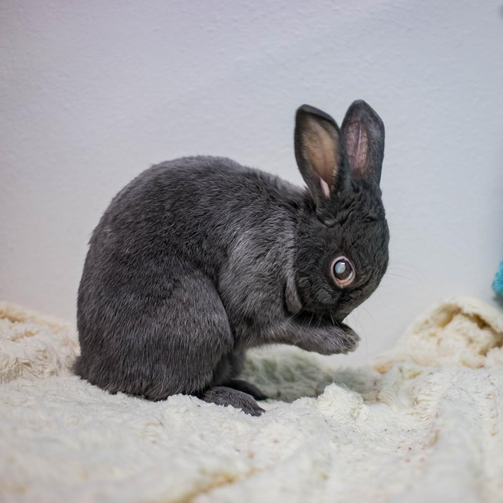 Enlarge Darla, a Adoptable Havana in San Diego, CA image 5/6