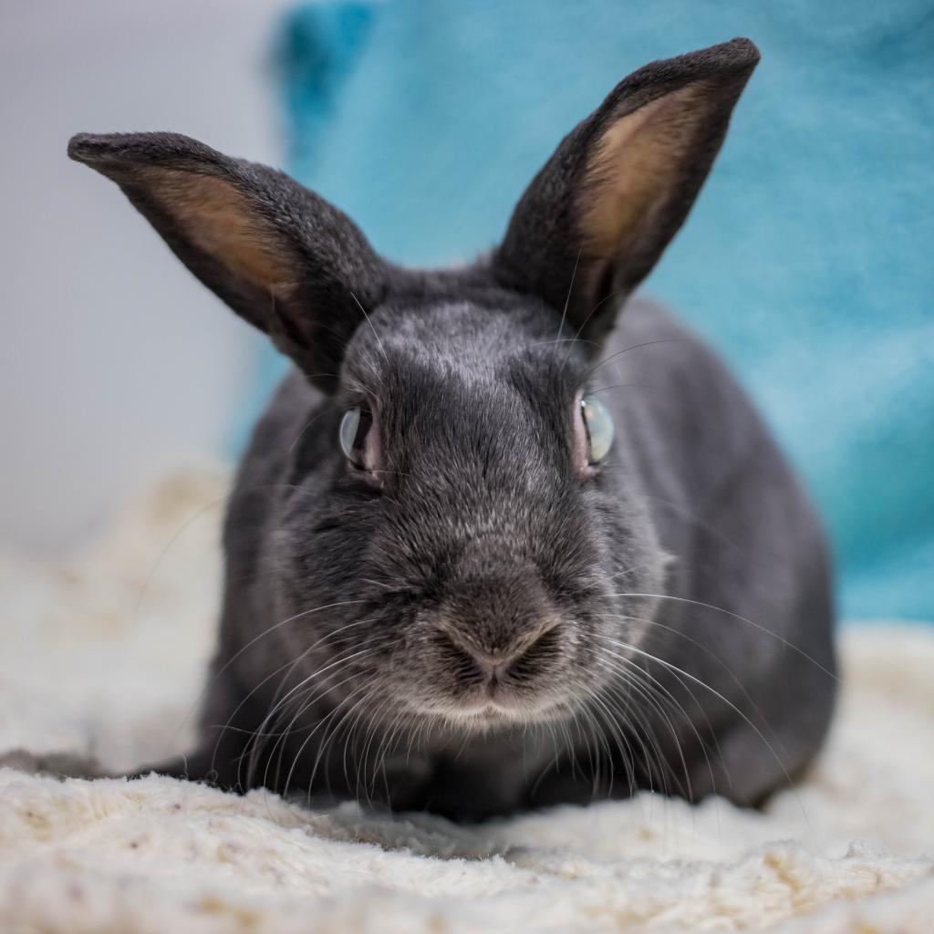 Enlarge Darla, a Adoptable Havana in San Diego, CA image 6/6