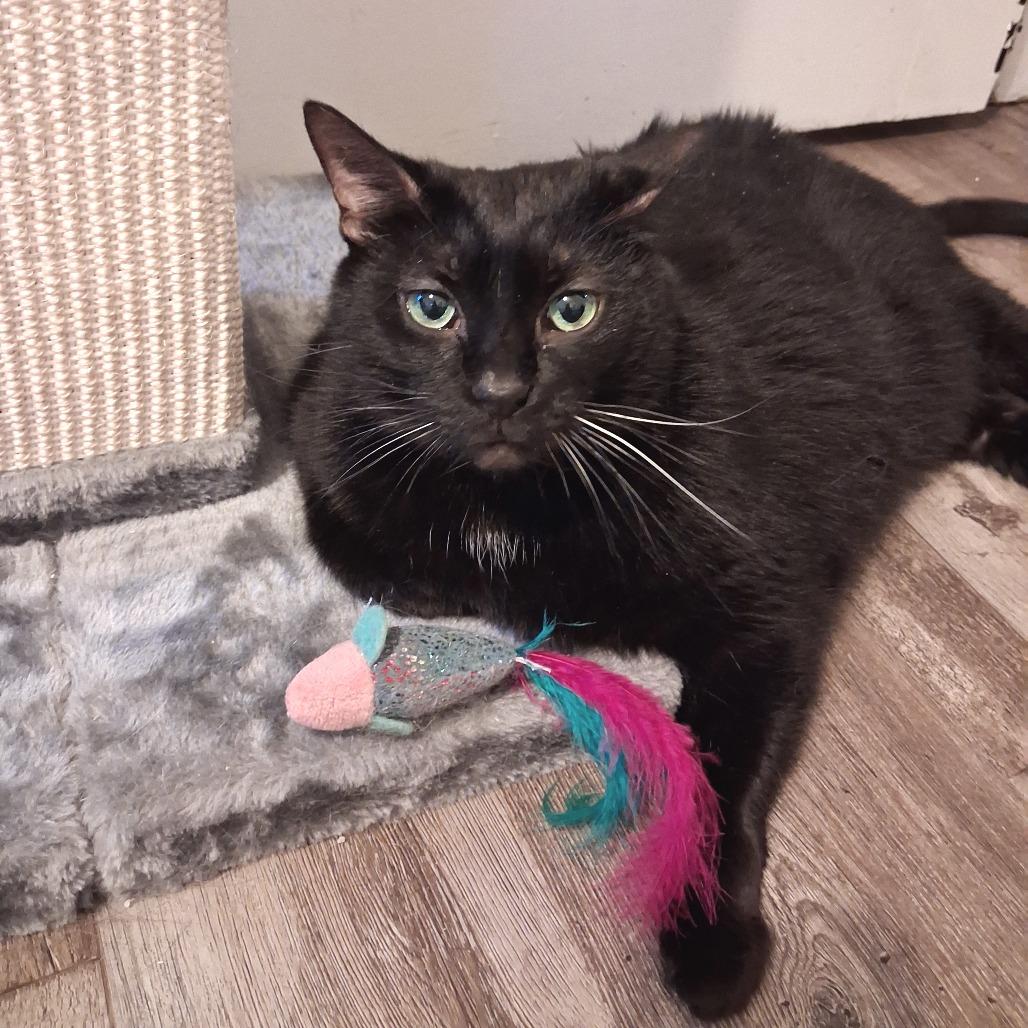 Nebby, Adoptable, Senior Female Domestic Short Hair.