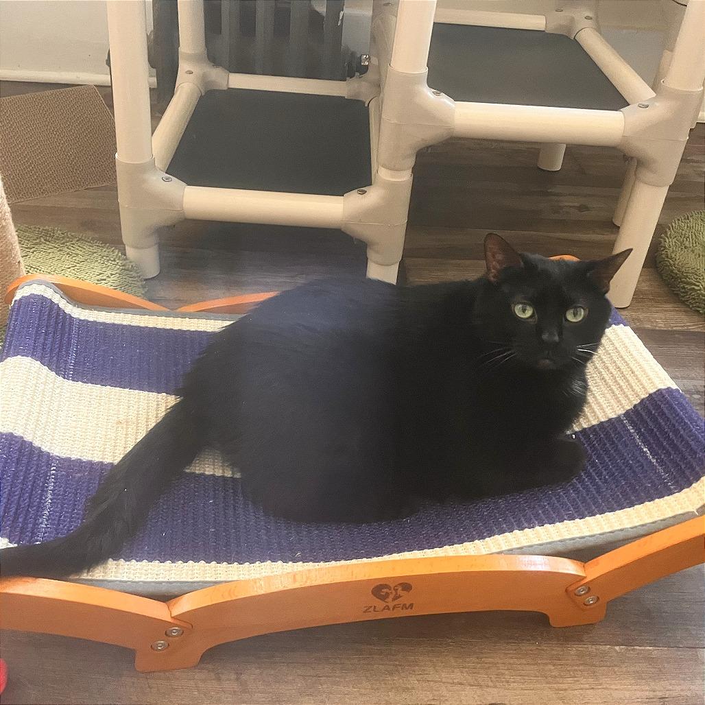 Nebby, a Adoptable Domestic Short Hair in Pittsburgh, PA image 1/2