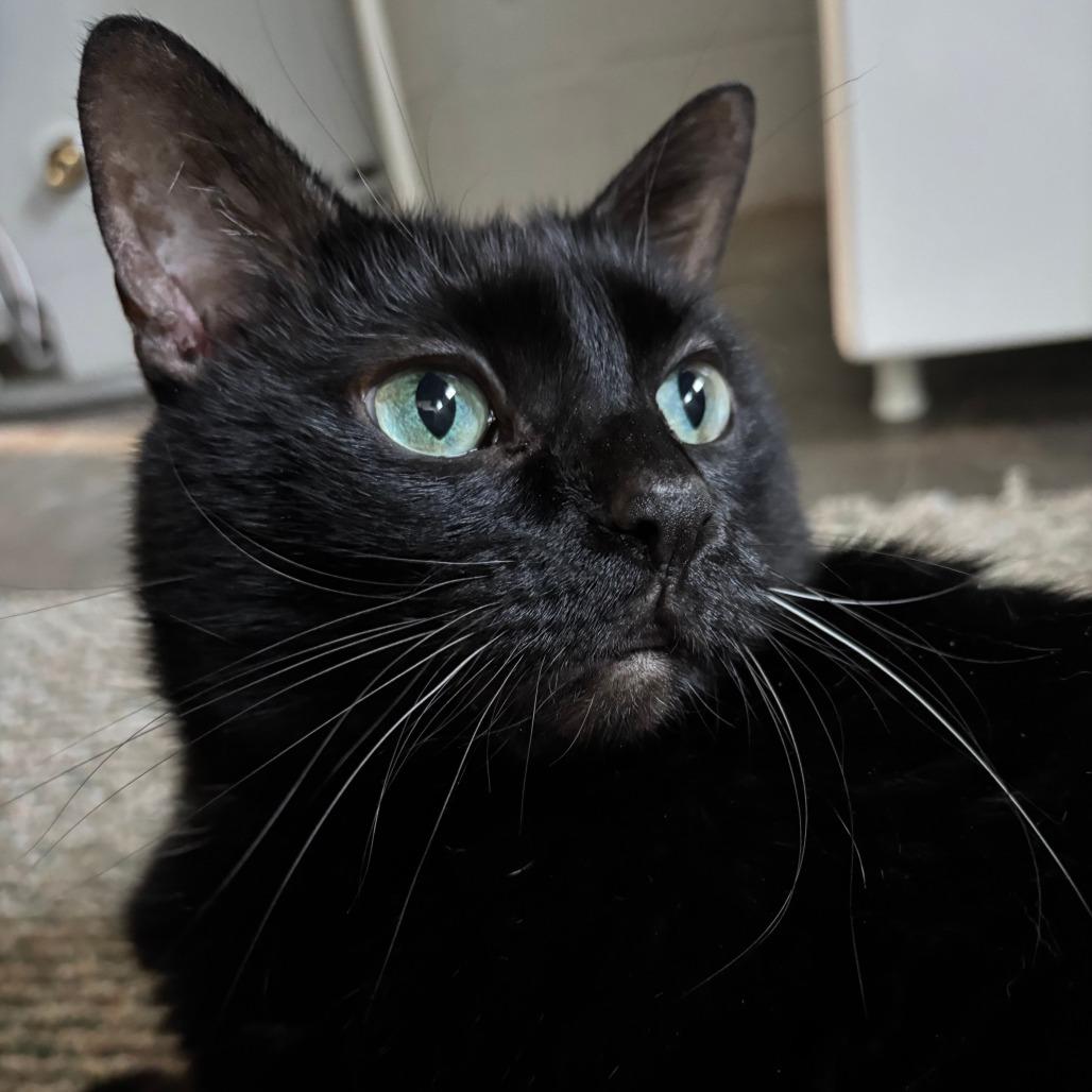 Nebby, a Adoptable Domestic Short Hair in Pittsburgh, PA image 2/2