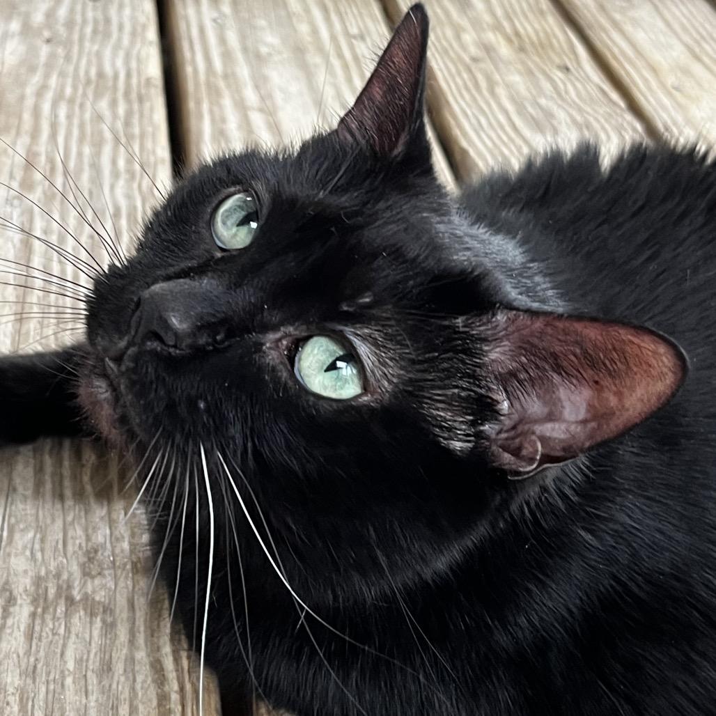 Nebby, a Adoptable Domestic Short Hair in Pittsburgh, PA image 4/6