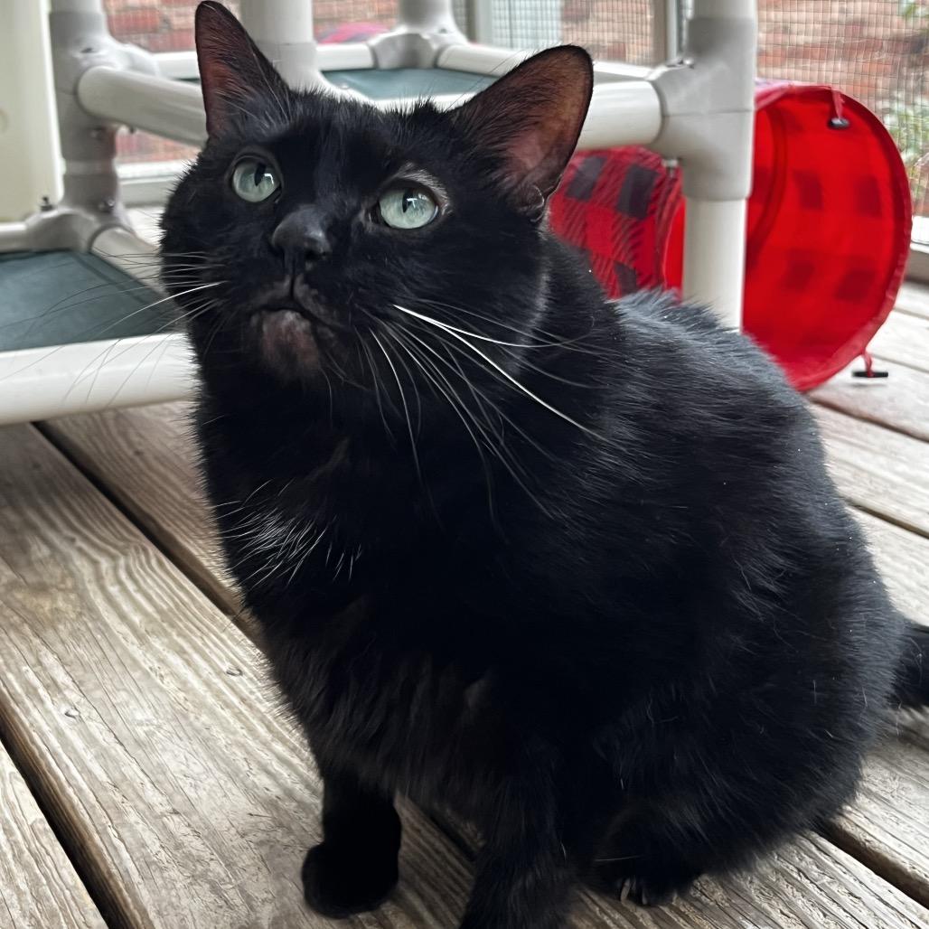 Nebby, a Adoptable Domestic Short Hair in Pittsburgh, PA image 5/6