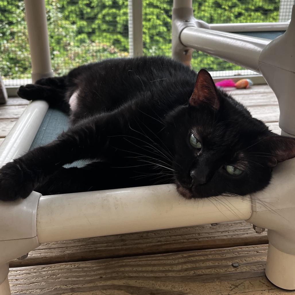 Nebby, a Adoptable Domestic Short Hair in Pittsburgh, PA image 6/6