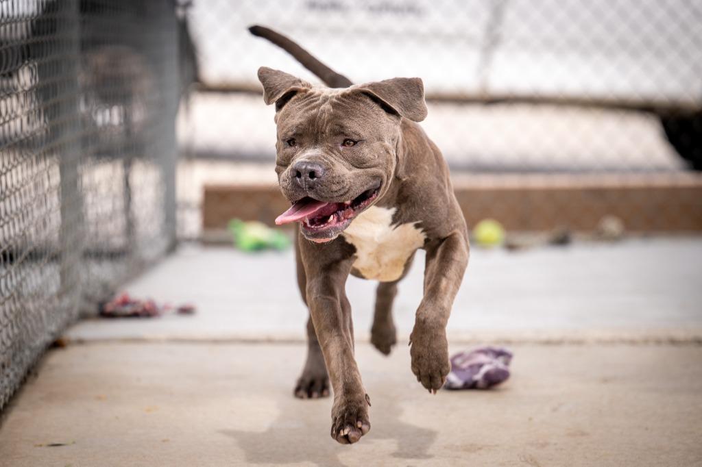Nickles, Adoptable, Young Male Pit Bull Terrier.