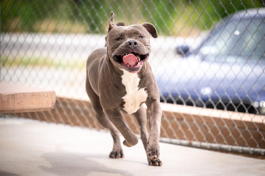 Enlarge Nickles, a Adoptable Pit Bull Terrier in Twentynine Palms, CA image 2/5