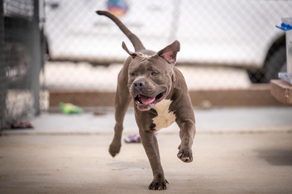 Enlarge Nickles, a Adoptable Pit Bull Terrier in Twentynine Palms, CA image 3/5