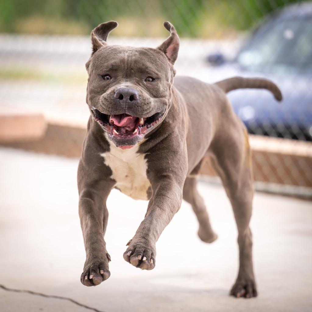 Enlarge Nickles, a Adoptable Pit Bull Terrier in Twentynine Palms, CA image 4/5