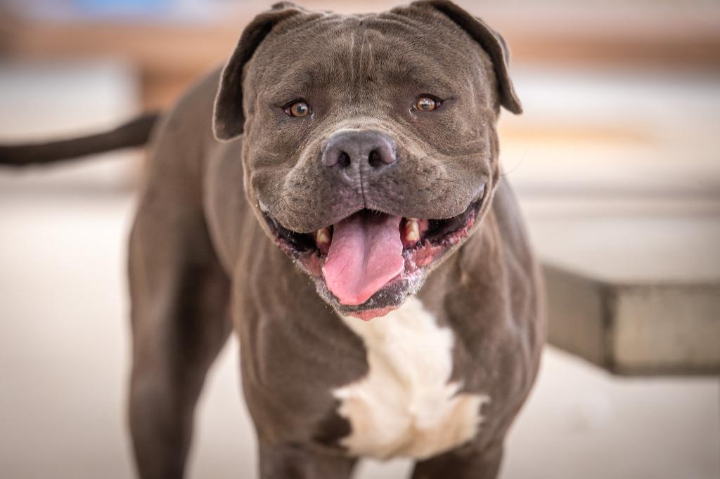 Enlarge Nickles, a Adoptable Pit Bull Terrier in Twentynine Palms, CA image 5/5