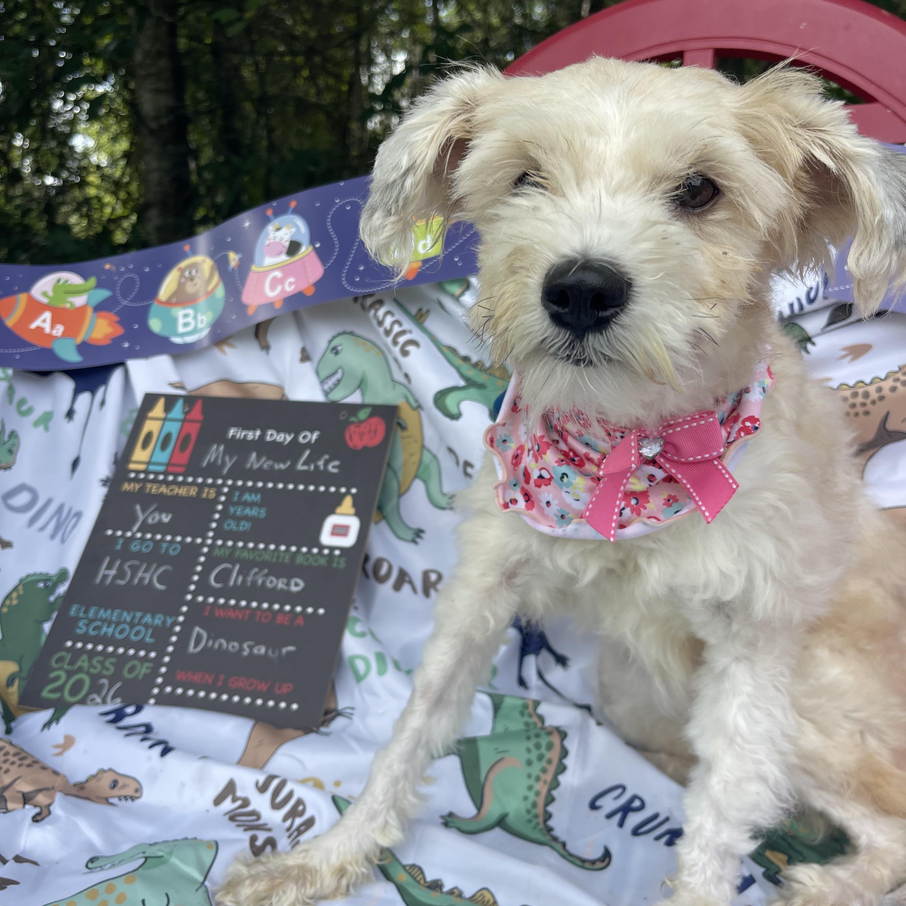Simone, an adopted mixed breed in Sebring, FL image 3/5