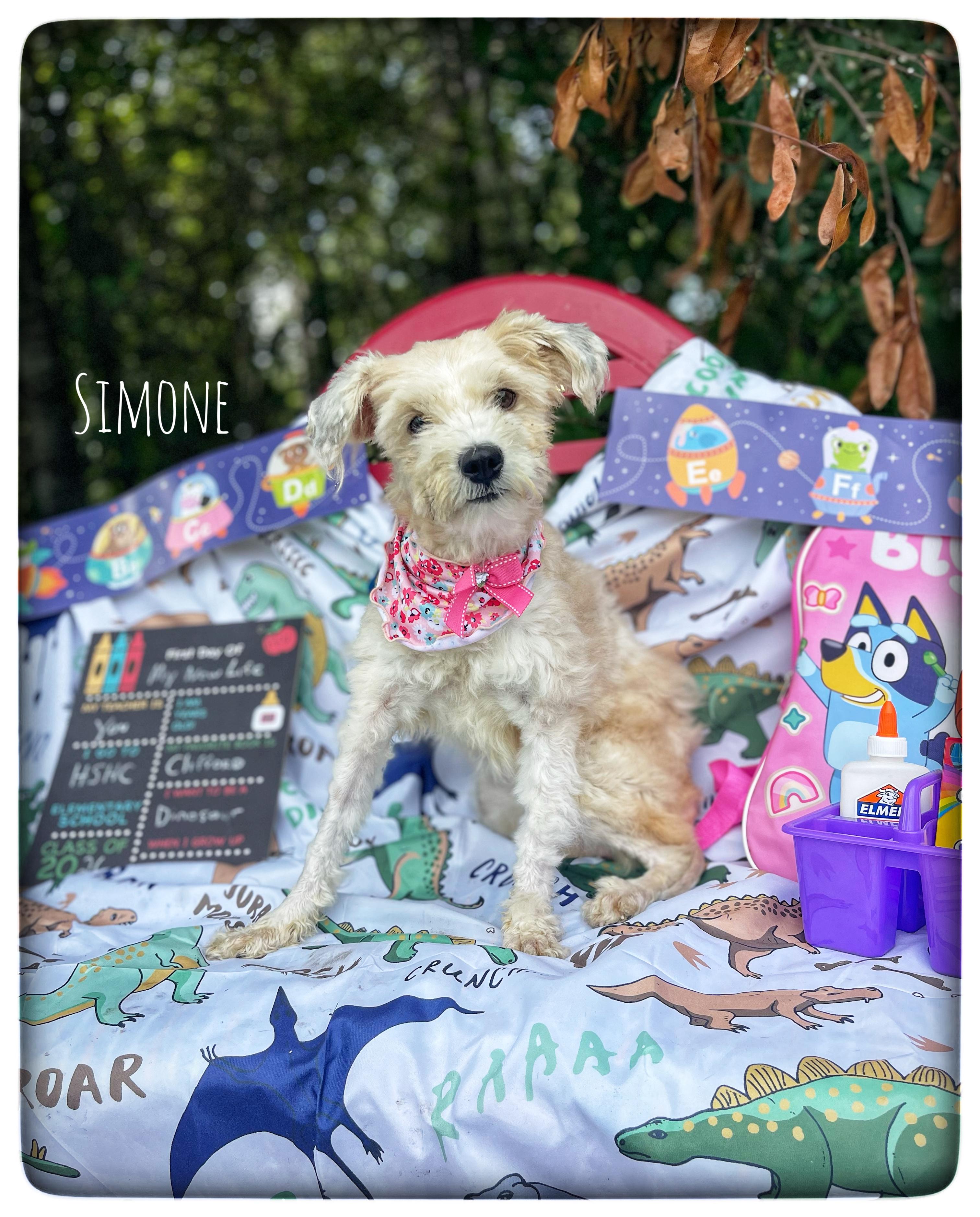 Simone, adopted, Young Female Miniature Schnauzer & Poodle.