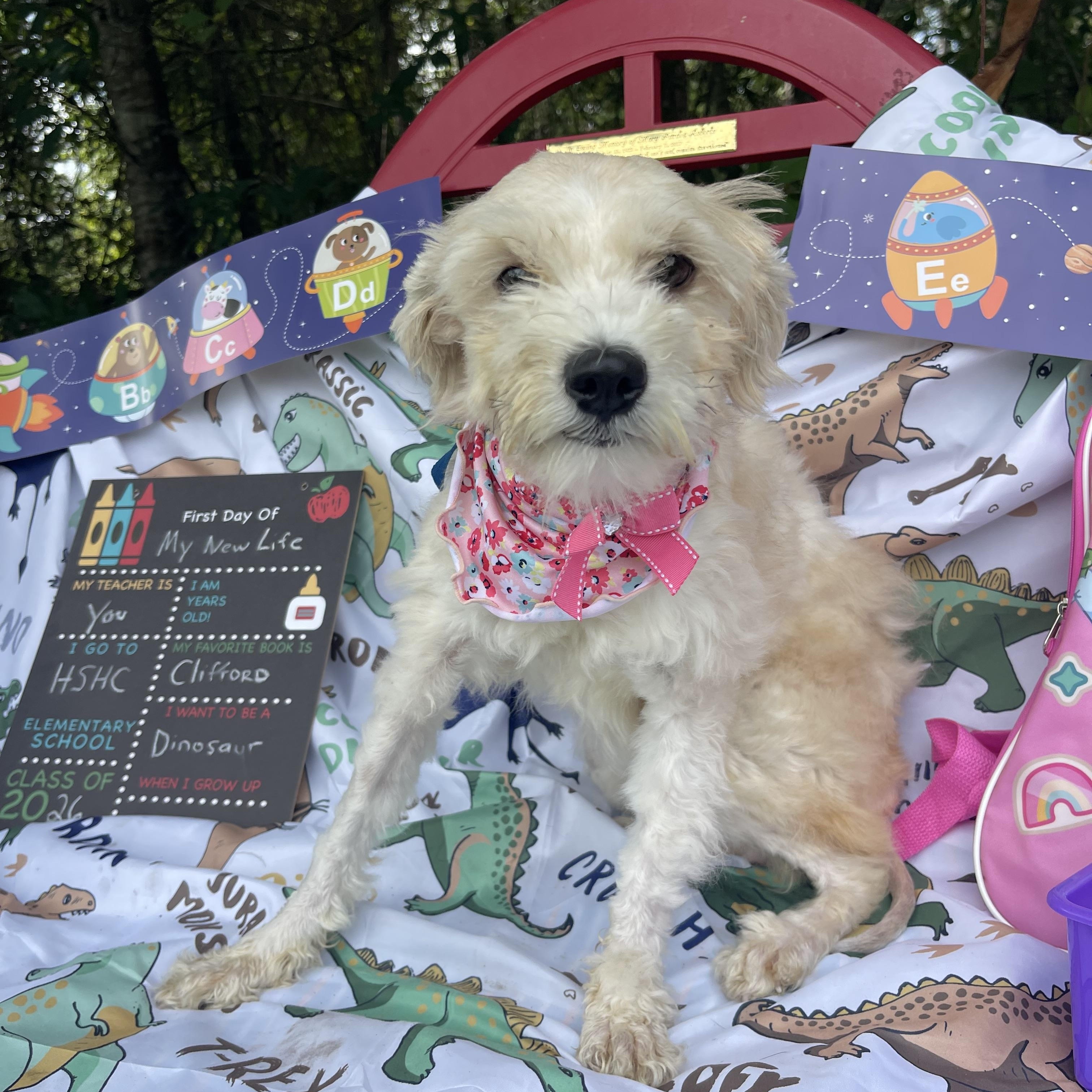 Simone, an adopted mixed breed in Sebring, FL image 5/5