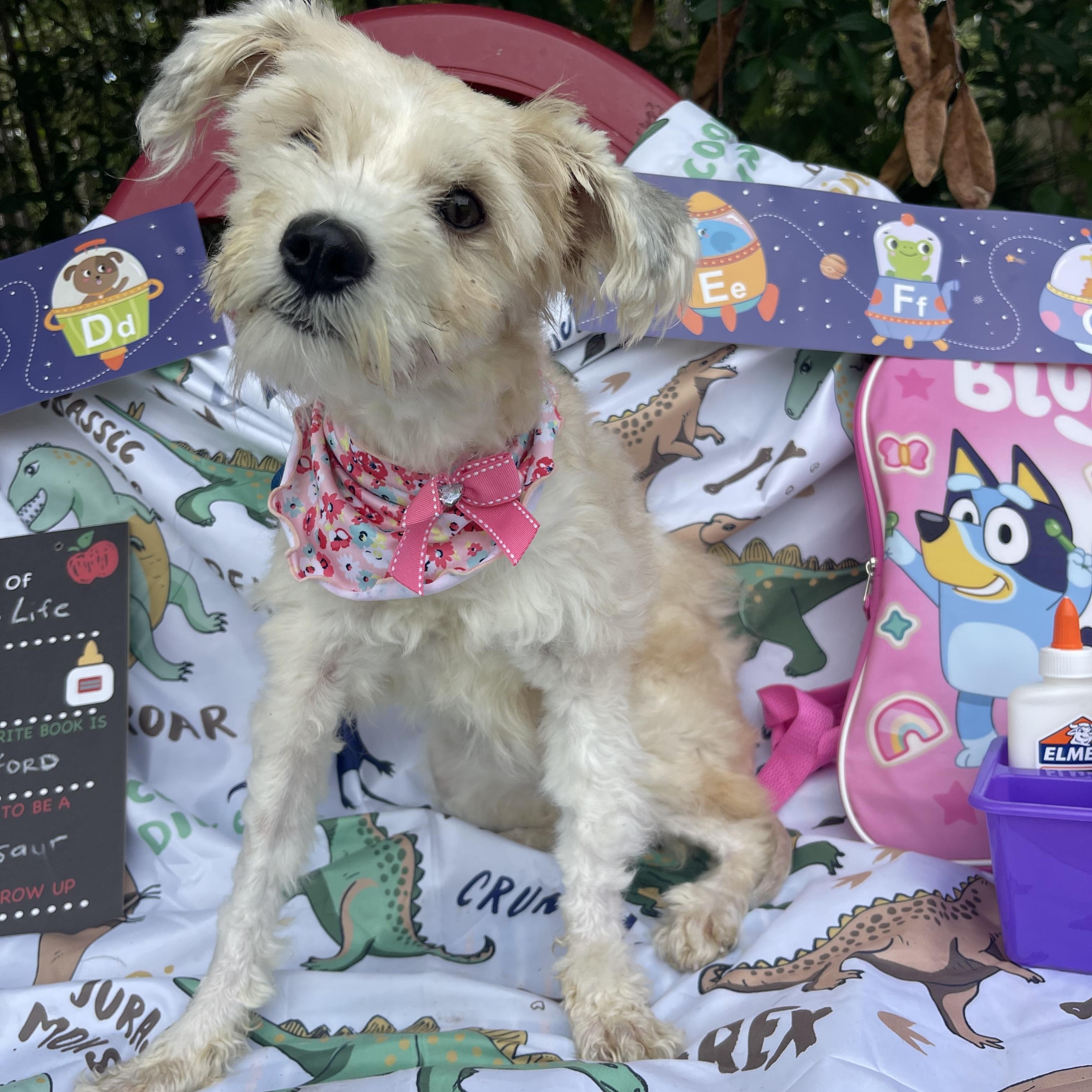 Simone, an adopted mixed breed in Sebring, FL image 2/5
