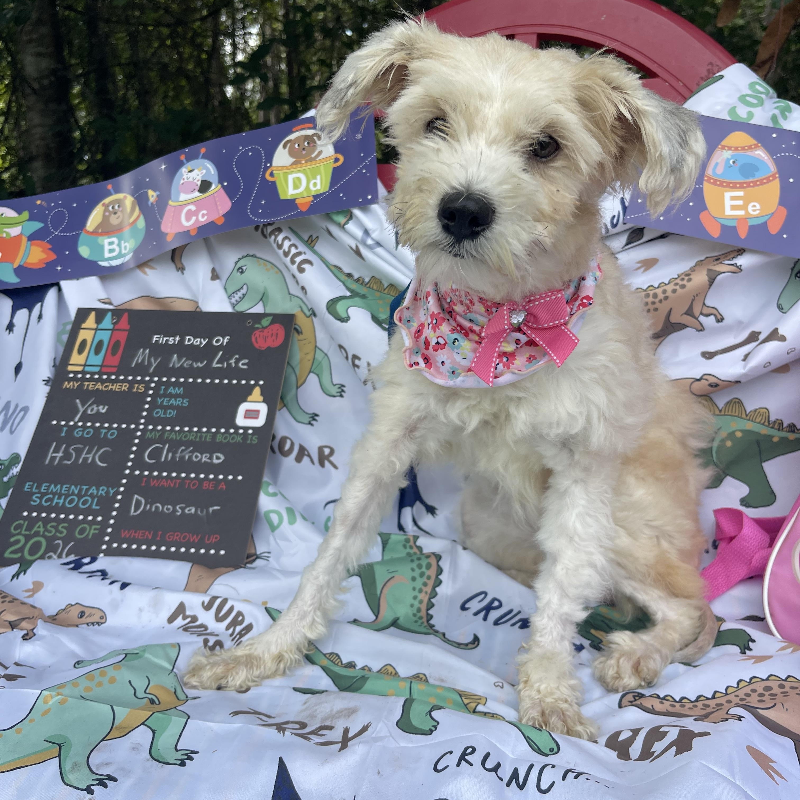 Simone, an adopted mixed breed in Sebring, FL image 4/5