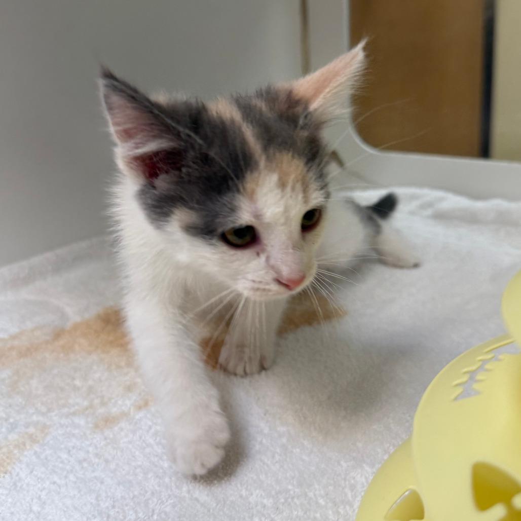 Enlarge Rice, a Adoptable Domestic Medium Hair in Cheyenne, WY image 1/2