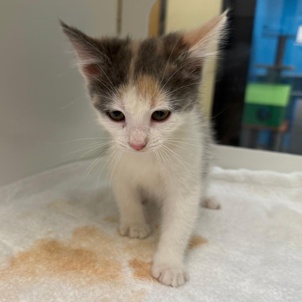 Enlarge Rice, a Adoptable Domestic Medium Hair in Cheyenne, WY image 2/2