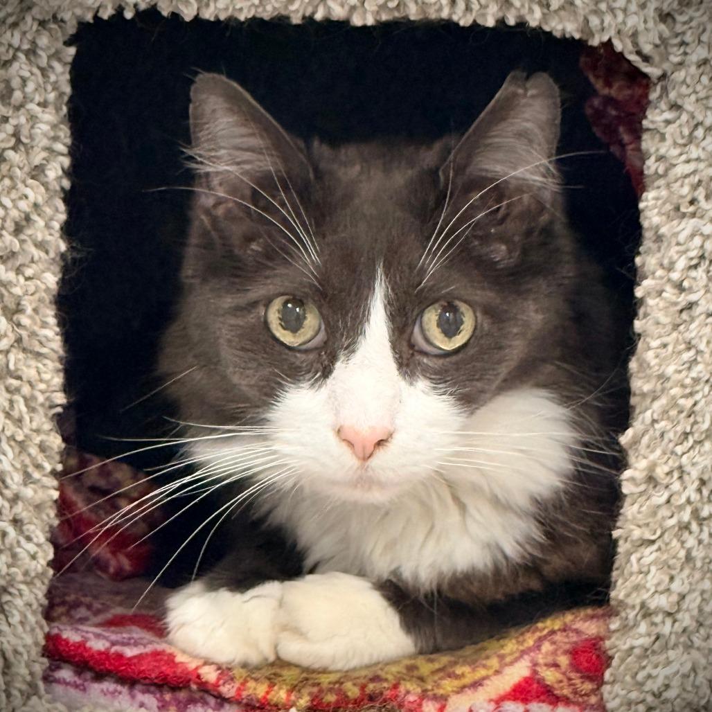 Oryx, Adoptable, Senior Male Domestic Medium Hair.