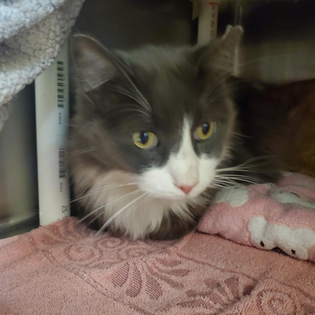 Enlarge Oryx, a Adoptable Domestic Medium Hair in Murray, UT image 2/2