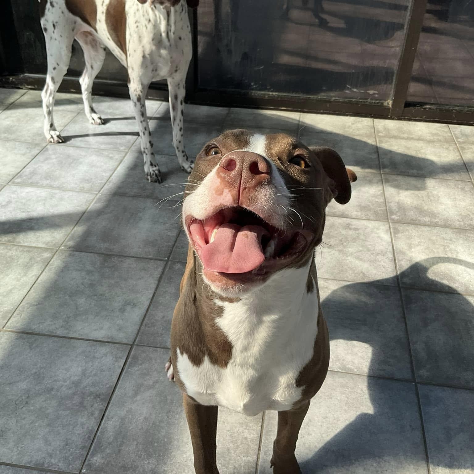 Bodie, Adoptable, Adult Male Pit Bull Terrier & Boxer.