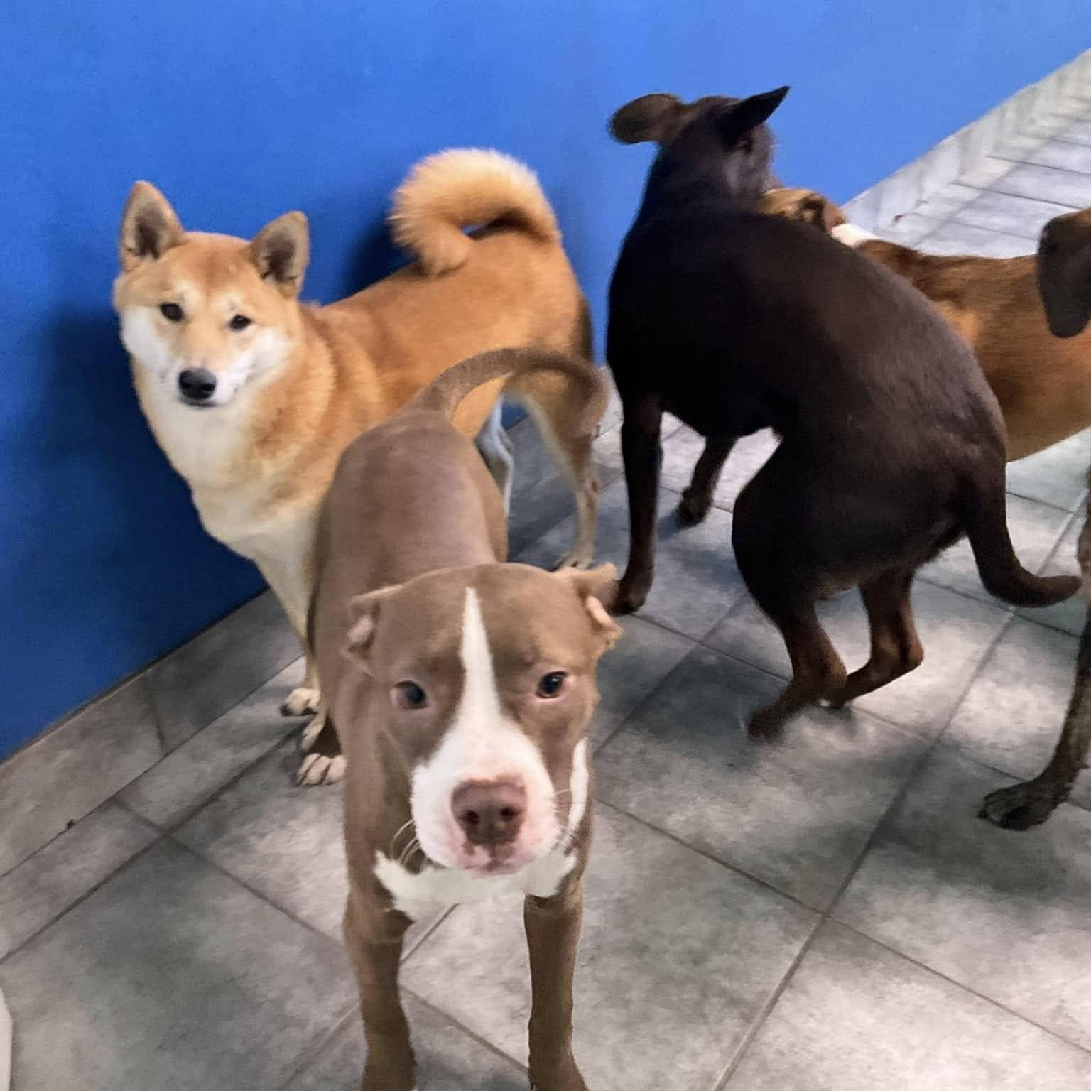 Enlarge Bodie, a Adoptable mixed breed in Oswego, IL image 3/4