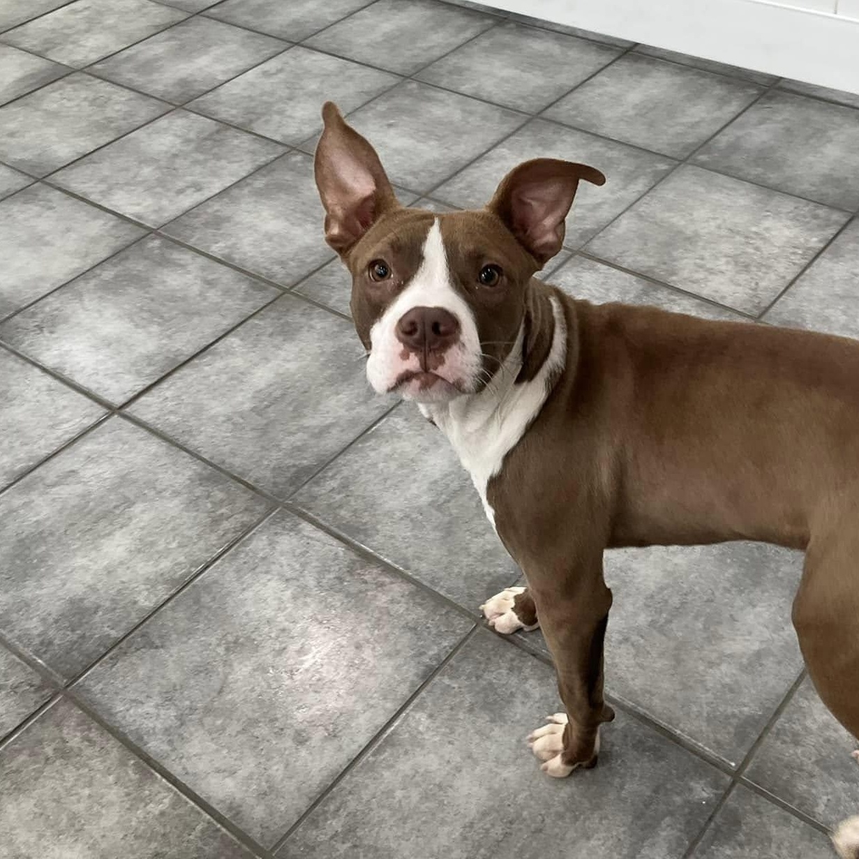 Enlarge Bodie, a Adoptable mixed breed in Oswego, IL image 2/4