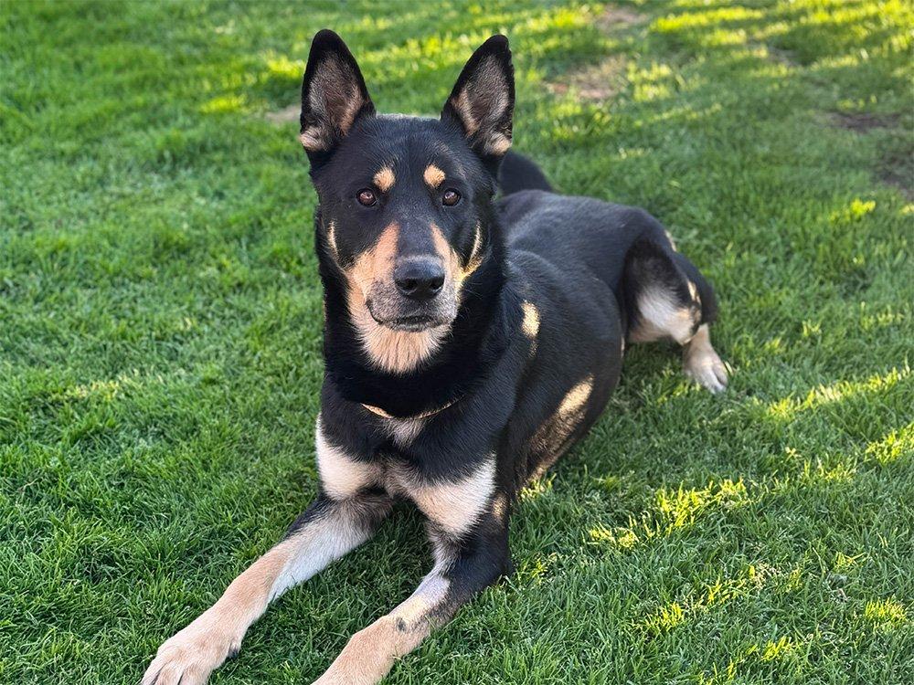 Yogi, Adoptable, Adult Male German Shepherd Dog.