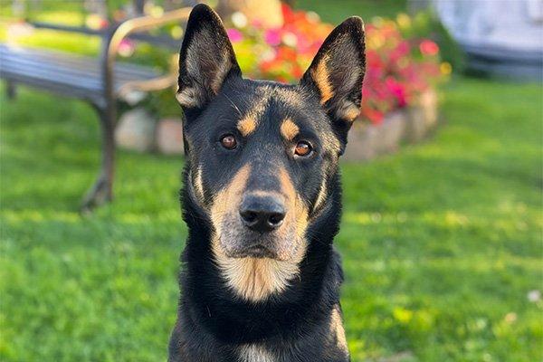 Enlarge Yogi, a Adoptable German Shepherd Dog in Newport Beach, CA image 2/2