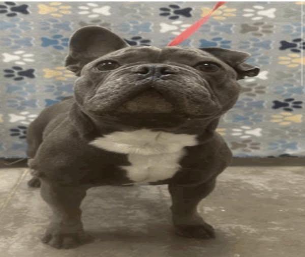 Marquis, Adoptable, Adult Male French Bulldog.