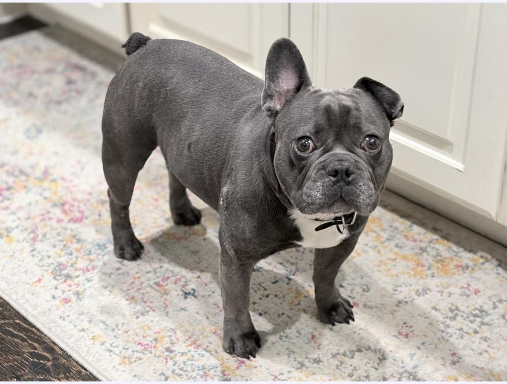 Enlarge Marquis, a Adoptable French Bulldog in Houston, TX image 2/2