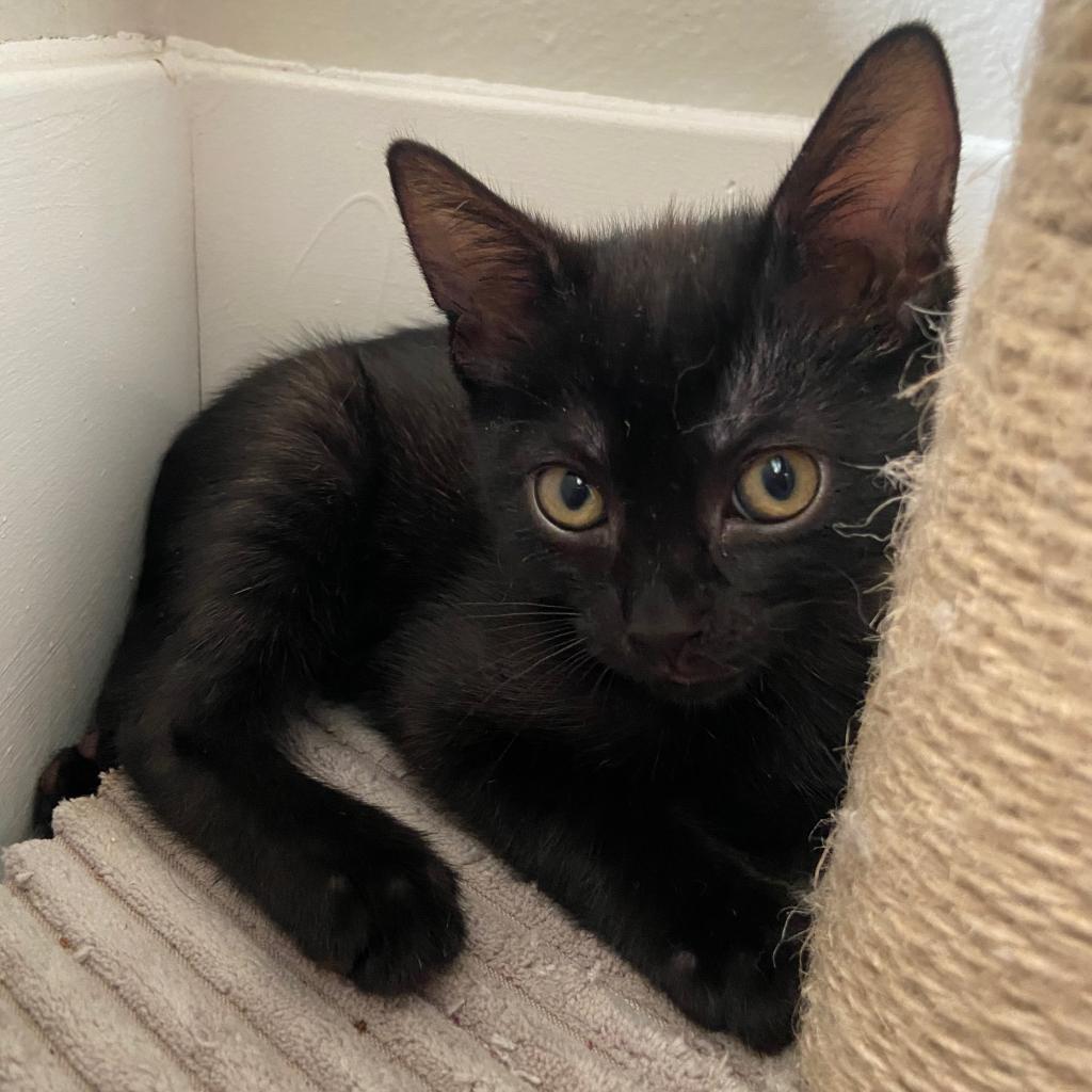 Lily, a Adoptable Domestic Short Hair in Los Angeles, CA image 1/6