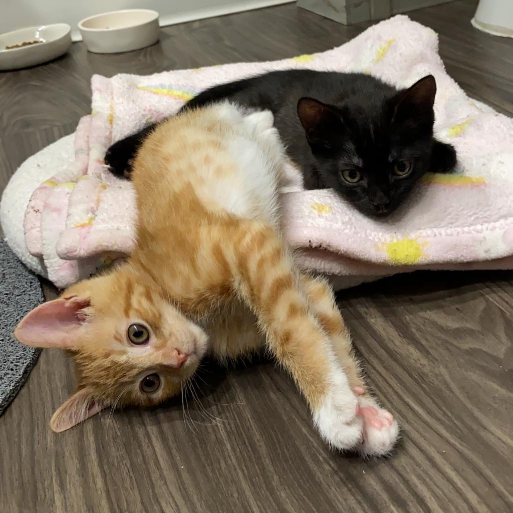 Lily, a Adoptable Domestic Short Hair in Los Angeles, CA image 2/6