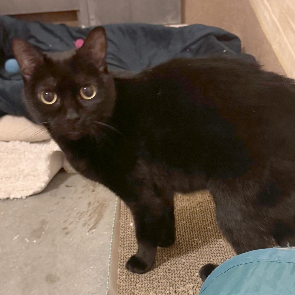 Lily, a Adoptable Domestic Short Hair in Los Angeles, CA image 3/6