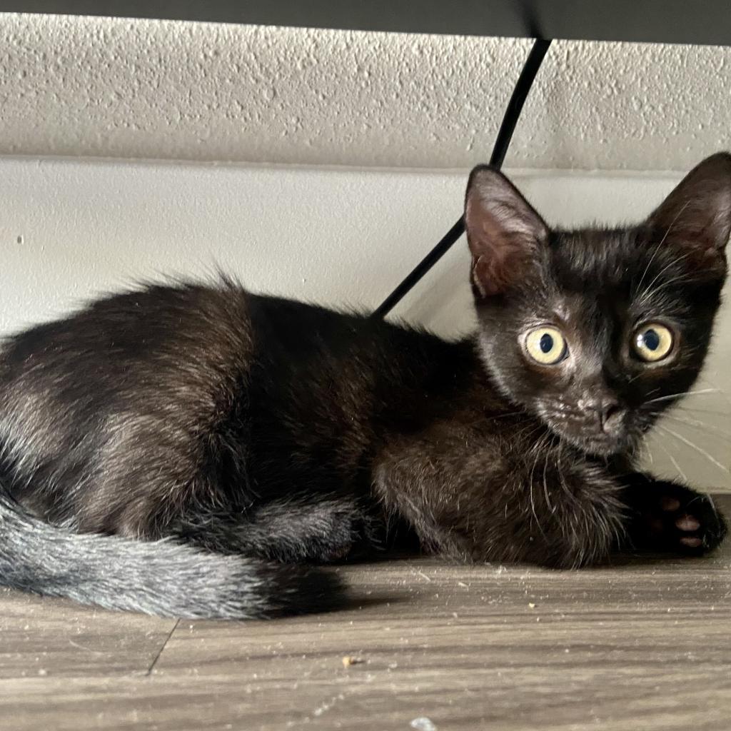 Lily, a Adoptable Domestic Short Hair in Los Angeles, CA image 4/6