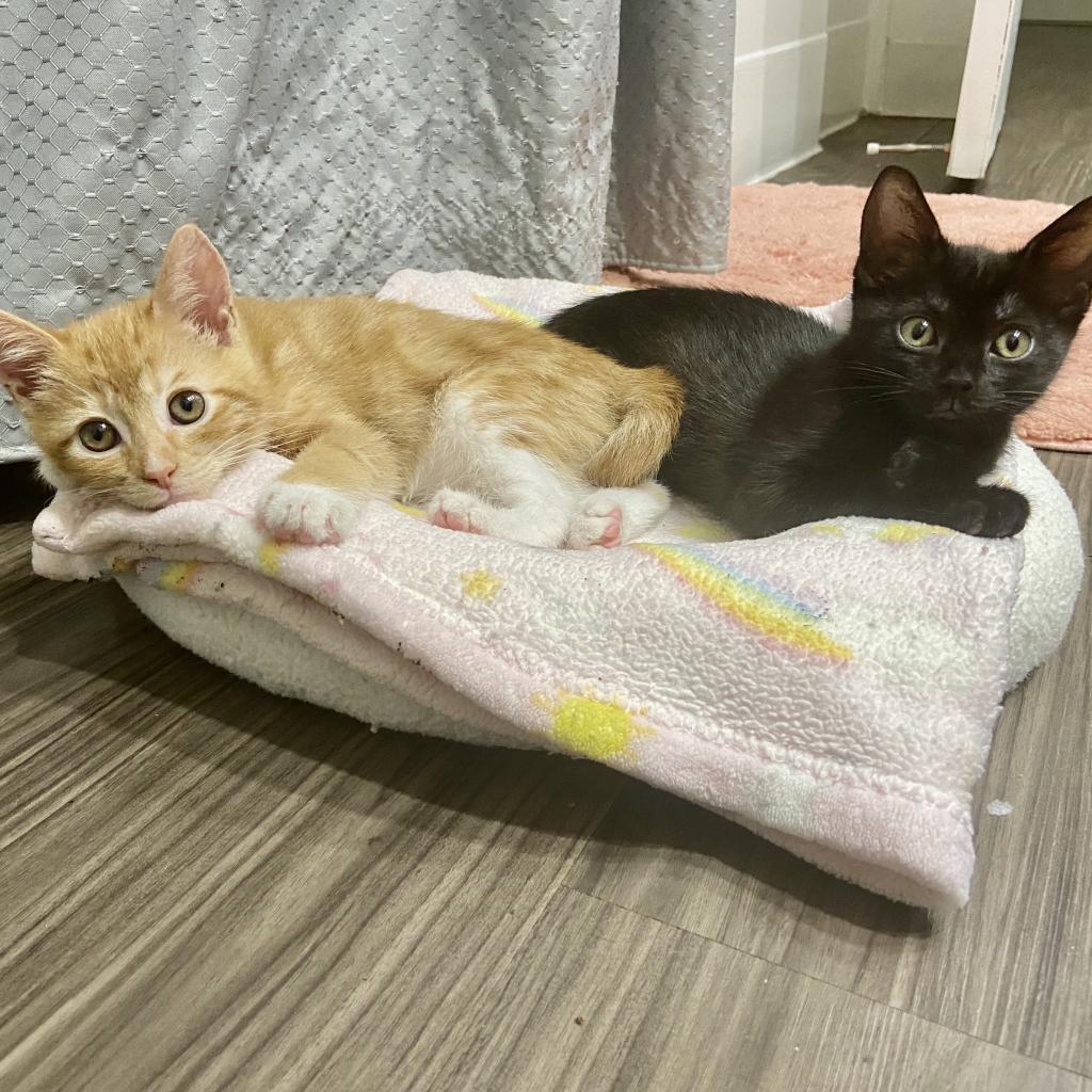 Lily, a Adoptable Domestic Short Hair in Los Angeles, CA image 5/6