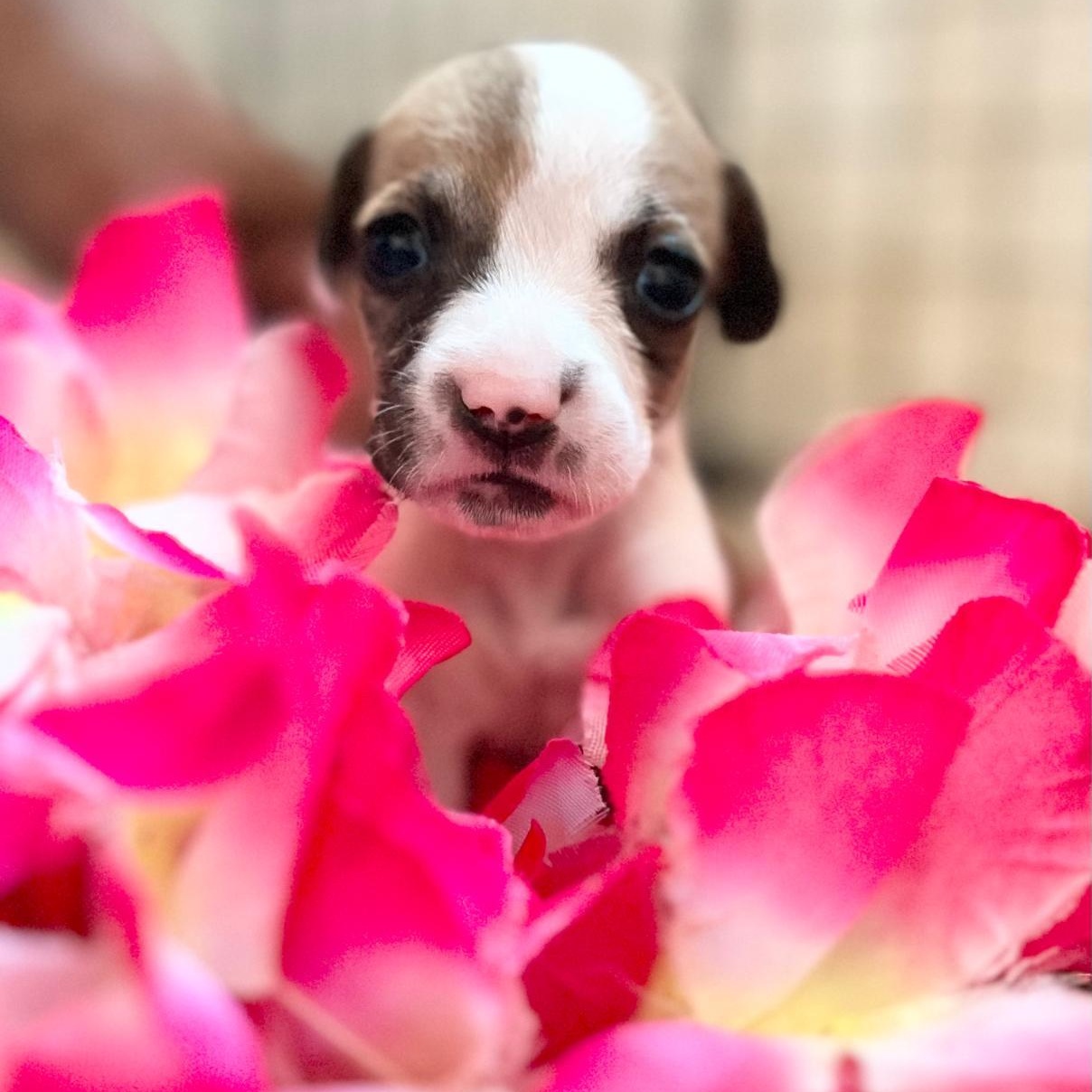 Enlarge Jackson, a Adoptable Mixed Breed in Las Jarretaderas, NAY image 6/6