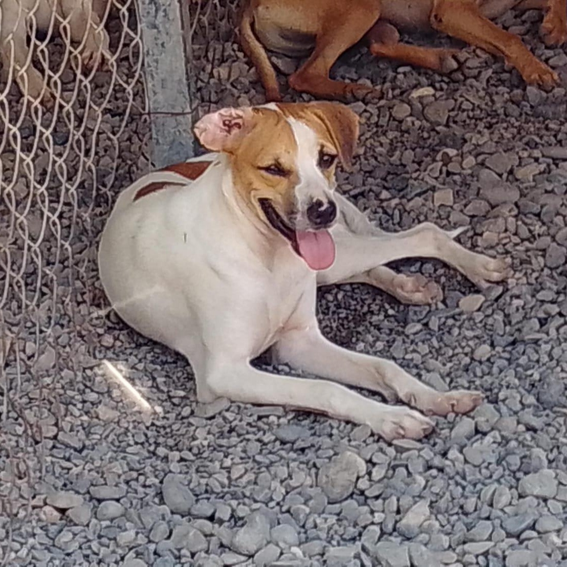 Enlarge Jackson, a Adoptable Mixed Breed in Las Jarretaderas, NAY image 3/6