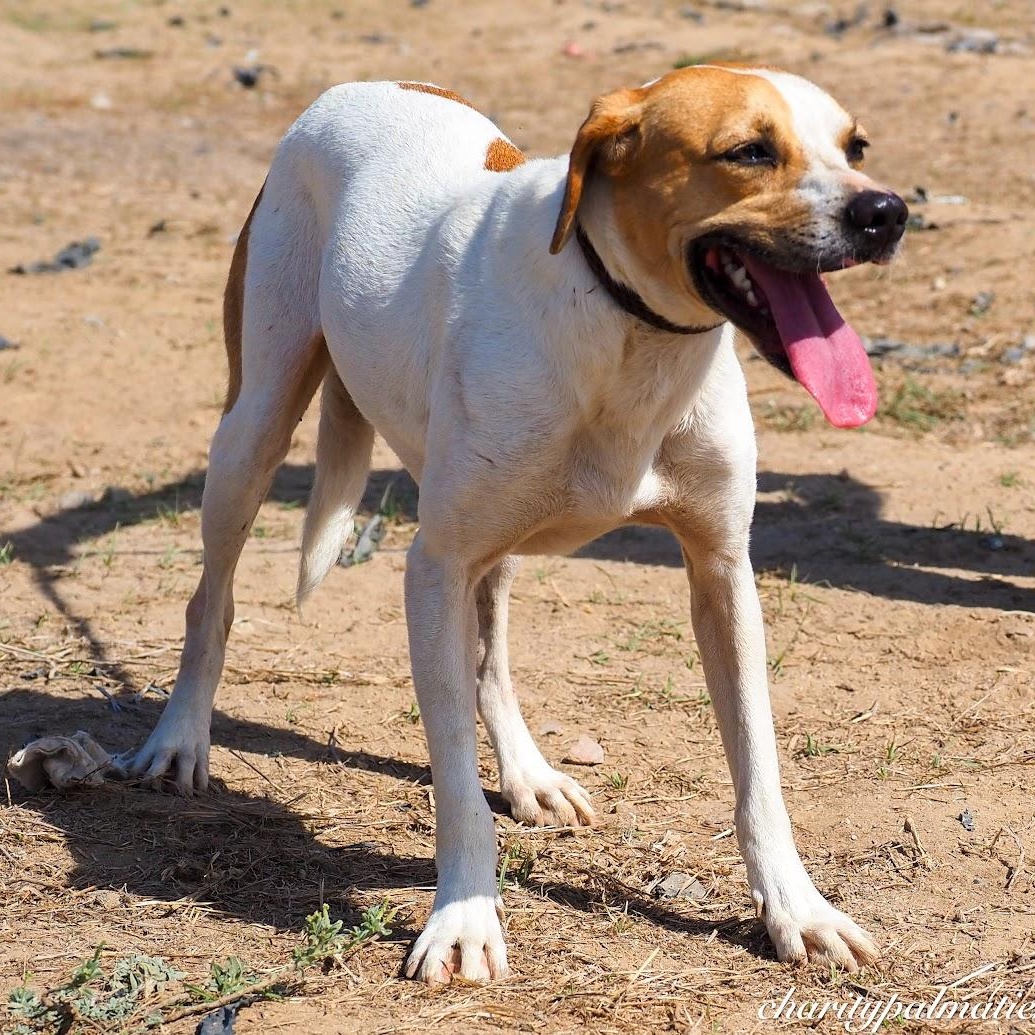 Enlarge Jackson, a Adoptable Mixed Breed in Las Jarretaderas, NAY image 2/6