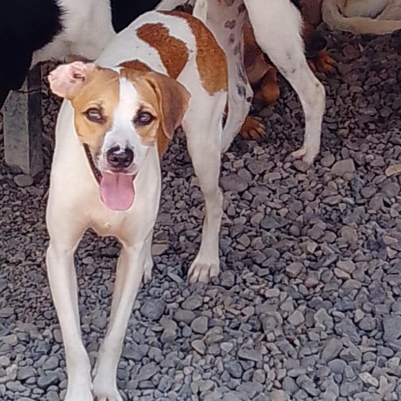 Enlarge Jackson, a Adoptable Mixed Breed in Las Jarretaderas, NAY image 4/6