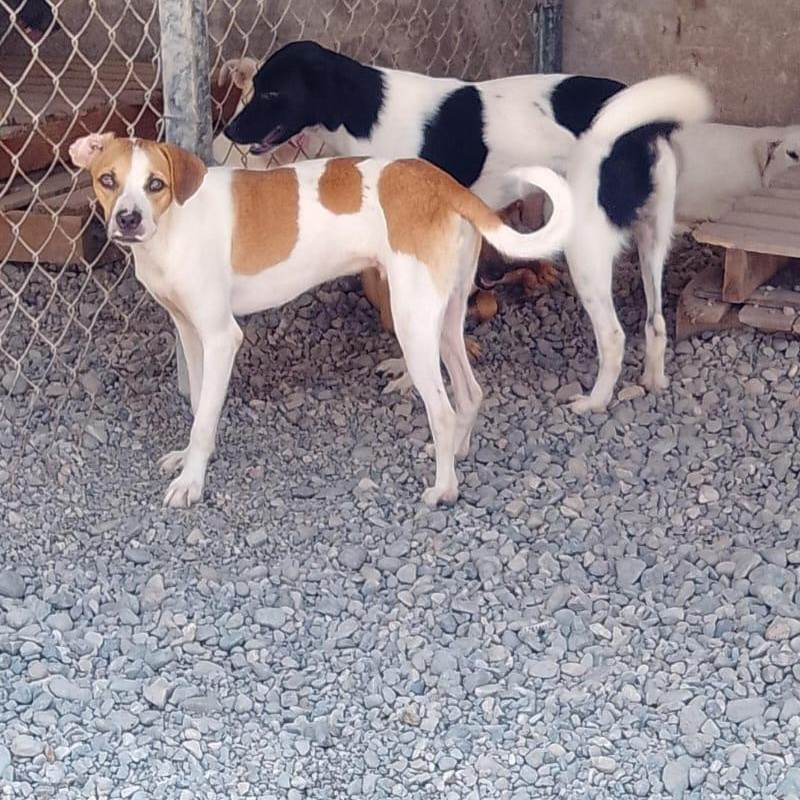 Enlarge Jackson, a Adoptable Mixed Breed in Las Jarretaderas, NAY image 5/6
