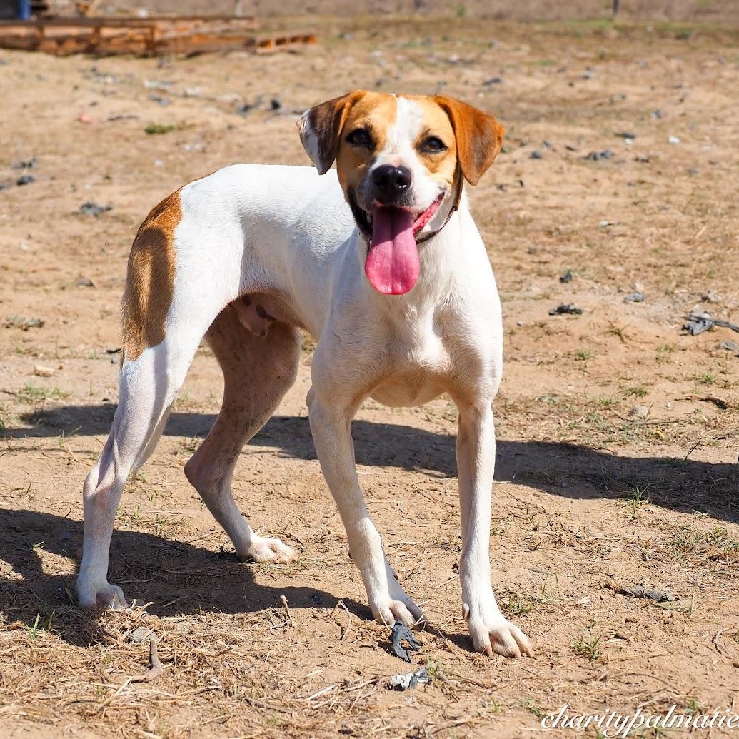 Jackson, Adoptable, Adult Male Mixed Breed.