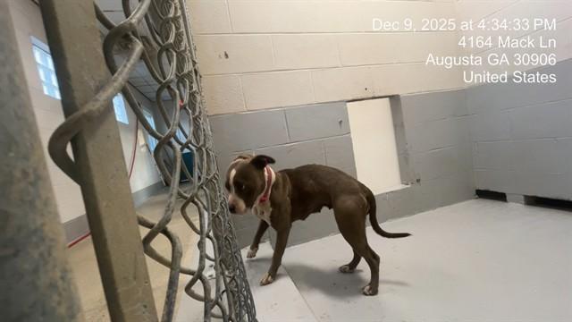 Enlarge POLLY POCKET, a Adoptable mixed breed in Augusta, GA image 1/1