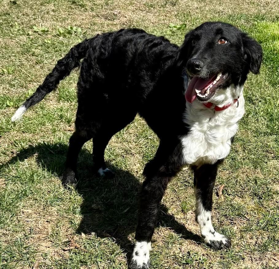 Enlarge Dolly, a Adopted mixed breed in Crossville, TN image 1/6