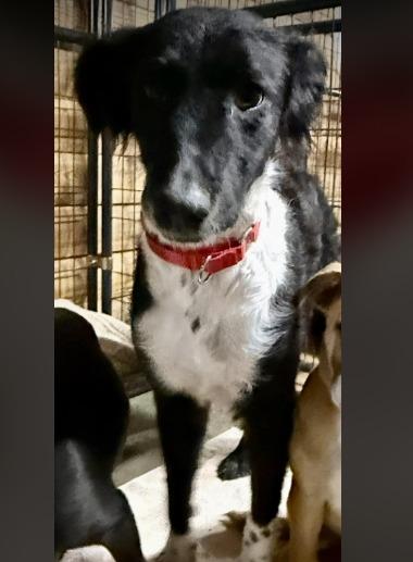 Enlarge Dolly, a Adopted mixed breed in Crossville, TN image 2/6
