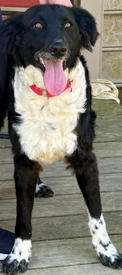 Enlarge Dolly, a Adopted mixed breed in Crossville, TN image 3/6