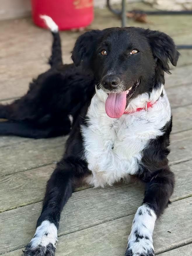 Enlarge Dolly, a Adopted mixed breed in Crossville, TN image 4/6