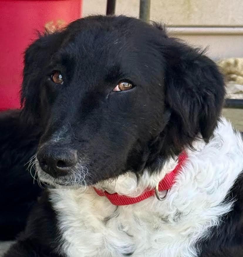 Enlarge Dolly, a Adopted mixed breed in Crossville, TN image 5/6