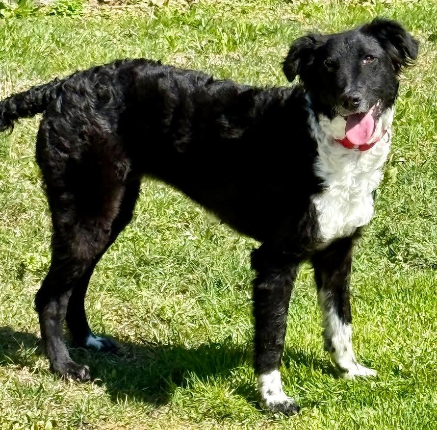 Enlarge Dolly, a Adopted mixed breed in Crossville, TN image 6/6