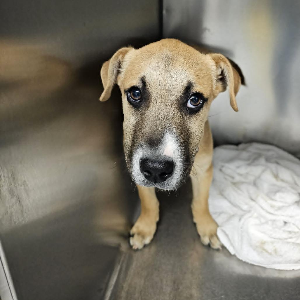 Enlarge Nibs, a Adoptable Mixed Breed in Martinsville, VA image 1/1