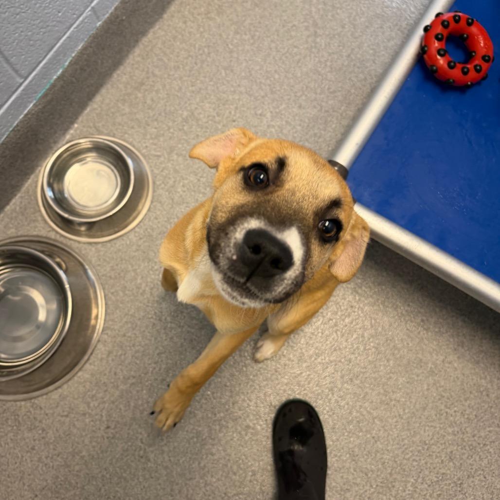 Nibs, a Adoptable Mixed Breed in Martinsville, VA image 2/3
