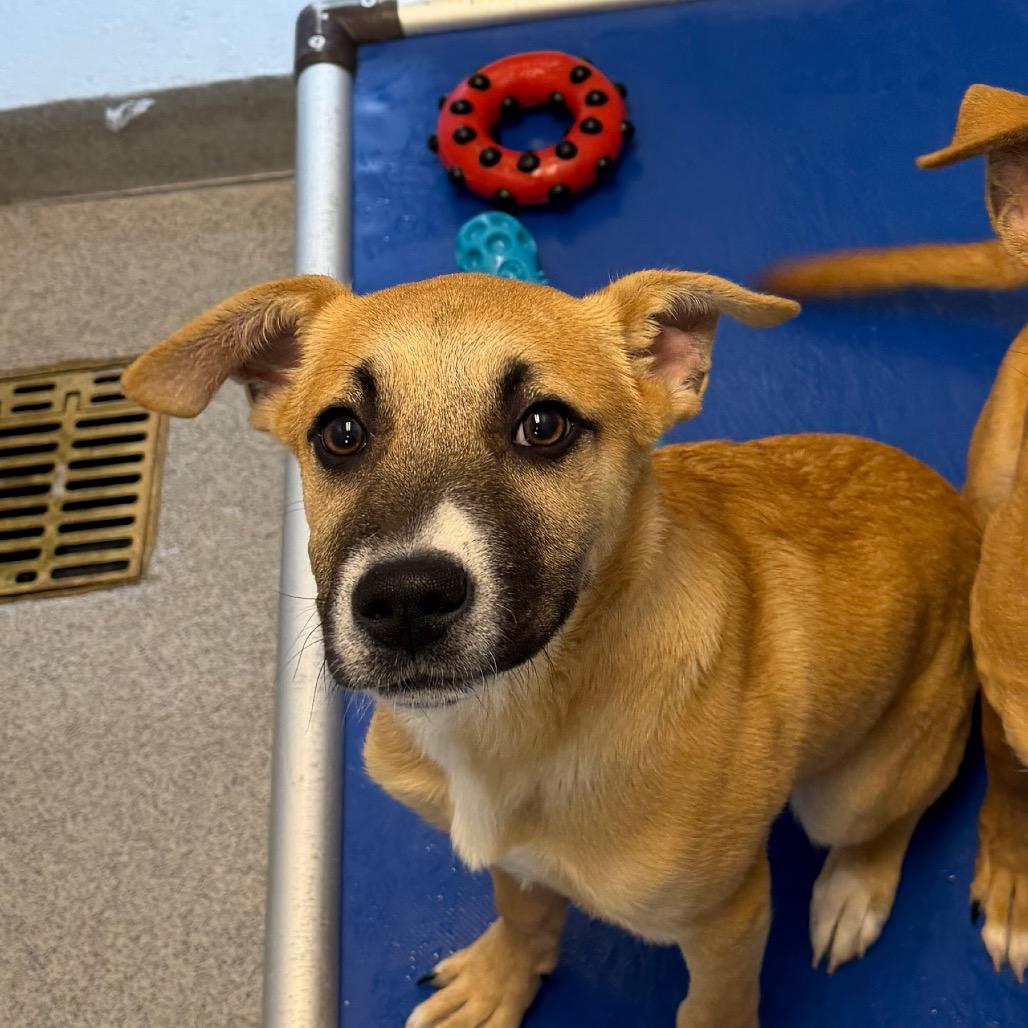 Nibs, a Adoptable Mixed Breed in Martinsville, VA image 3/3